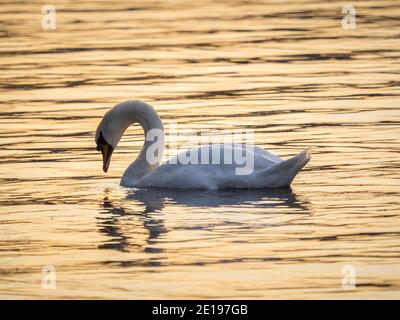 Un cigno muto (Cygnus olor) visto sul fiume Brda a Bydgoszcz, Polonia. Foto Stock