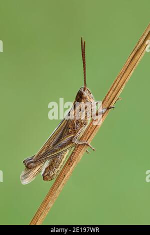 Gracshopper di campo comune che poggia su un gambo asciutto di erba. Isolato su sfondo verde chiaro. Vista laterale, primo piano. Genere specie Chorthippus brunneus. Foto Stock