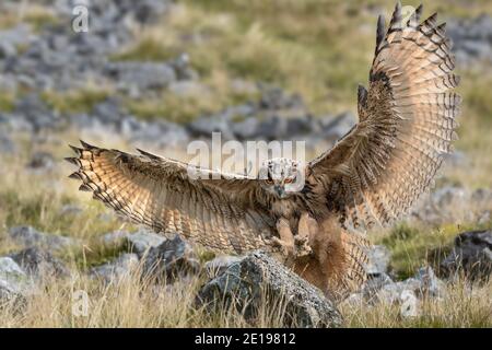 Gufo europeo (Bubo bubo) atterraggio, controllato, Cumbria, UK Foto Stock