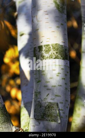 Betula utilis var.jacquemontii Foto Stock