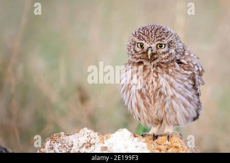 Un piccolo gufo adulto (Athena Noctua) si erge su una roccia e guarda la macchina fotografica. Spazio di copia. Foto Stock