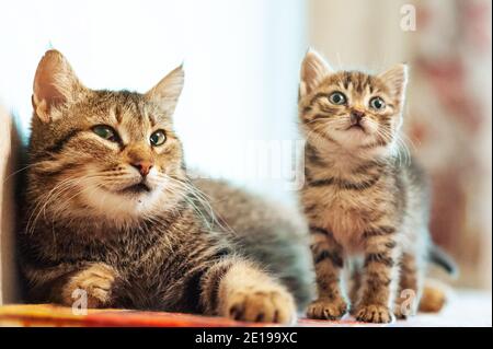 Piccolo gattino con mamma. Bambino gatto tabby, Foto Stock