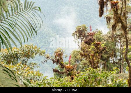 Albero emergente con epifiti su una cima di cresta nella foresta di nubi sulle pendici occidentali delle Ande vicino a Mindo, Ecuador. Foto Stock