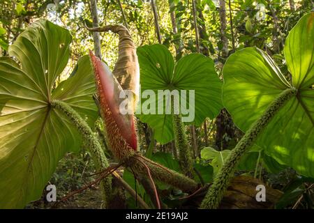 Sole che splende attraverso le foglie di una vite Philodendron nella foresta pluviale montana sulle pendici occidentali delle Ande vicino a Mindo, Ecuador Foto Stock