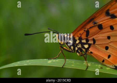 Primo piano vista della farfalla Tawny coster appollaiata sul verde erba Foto Stock