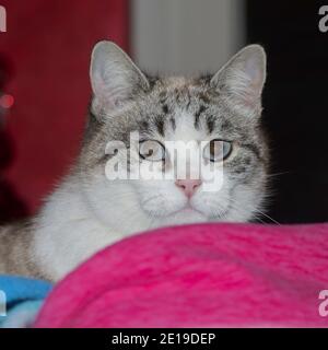 primo piano ritratto di un gatto a righe con grandi occhi blu, rilassante su un letto Foto Stock