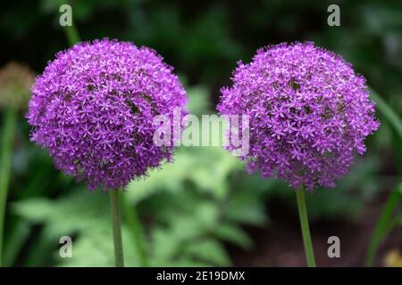 Due giganteschi fiori viola Allium Giganteum, cipolle ornamentali con grandi teste di fiori viola rotonde in un giardino Foto Stock