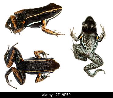 Rana di veleno con cosce brillanti (alloca femoralis) in tre pose. Dall'Ecuador Foto Stock