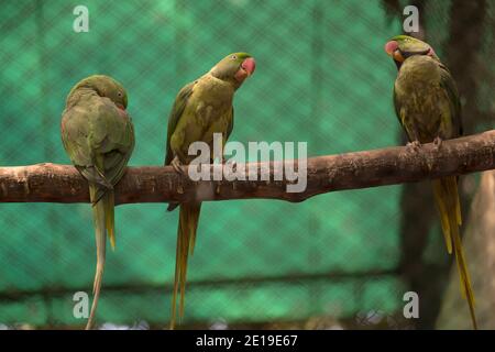 Tre pappagalli verdi (Psittacula eupria), conosciuti anche come pappagallo alessandrino visto nel giardino dello zoo di Mysore, distretto di Karnataka, India. Scattare foto Foto Stock