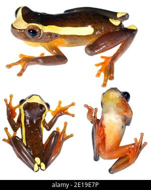 Upper Amazon Treefrog (Dendropophus bifurcus) in tre pose, dall'Ecuador Foto Stock