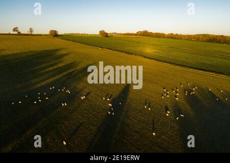 Foto aerea del drone di pecore nei campi di una fattoria in campagna rurale paesaggio agricolo, con campi verdi e alberi d'autunno in paesaggio inglese nel Cotswolds all'alba, Gloucestershire, Inghilterra, Regno Unito Foto Stock