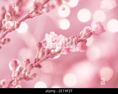 Prunus subhirtella, la ciliegia fiorente invernale. Primo piano su gemme e fiori. Flora sfondo. Sfondo bianco e nero con fiori rosa. Fiori romantici. Foto Stock