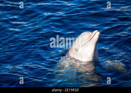 Delfino sorridente . Ritratto di delfino in acqua Foto Stock