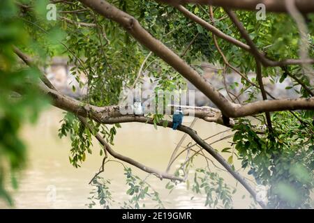 Singapore. 5 gennaio 2021. Un paio di Martin pescatori bianchi riposano su un albero vicino al ponte Jiak Kim lungo il fiume Singapore a Singapore, 5 gennaio 2021. Credit: Allora Chih Wey/Xinhua/Alamy Live News Foto Stock