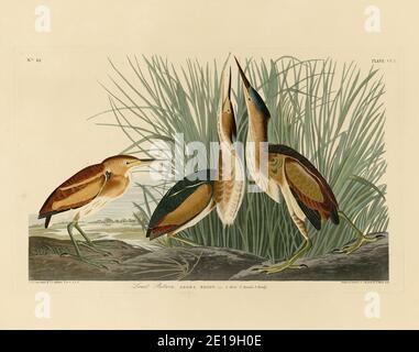 Placca 210 Minimum Bittern from the Birds of America folio (1827–1839) di John James Audubon, immagine modificata ad altissima risoluzione e di qualità Foto Stock