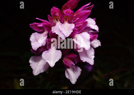 Porpora e fiore bianco di Orchis papilionacea, la farfalla orchidea, a Creta in Grecia, vista frontale con sfondo nero Foto Stock