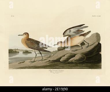 Plate 265 Buff Breasted Sandpiper from the Birds of America folio (1827–1839) di John James Audubon, immagine modificata ad altissima risoluzione Foto Stock