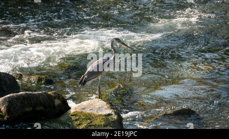 Airone grigio sulla caccia sul lungofiume Foto Stock