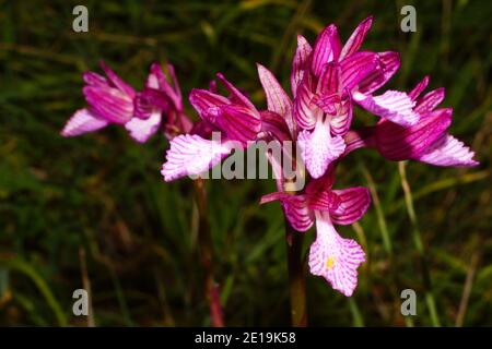 Fiore viola di Orchis papilionacea, la farfalla orchidea, su Creta in Grecia, vista frontale con sfondo naturale Foto Stock