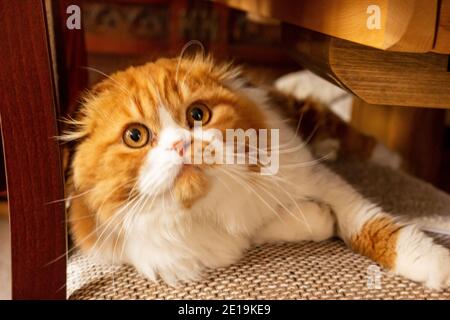 I gatti domestici dell'allevamento degli amici, Scottish Fold, sono molto indipendenti, molto gentili e cordiali. Amano giocare, sono molto amichevoli. Foto Stock