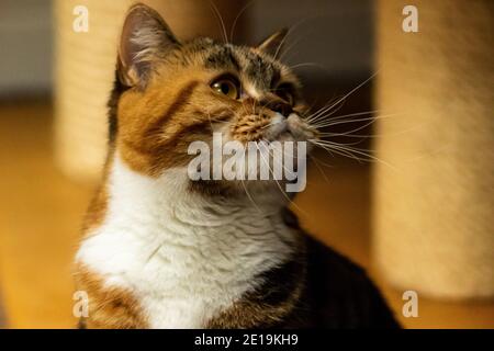 I gatti domestici dell'allevamento degli amici, Scottish Fold, sono molto indipendenti, molto gentili e cordiali. Amano giocare, sono molto amichevoli. Foto Stock