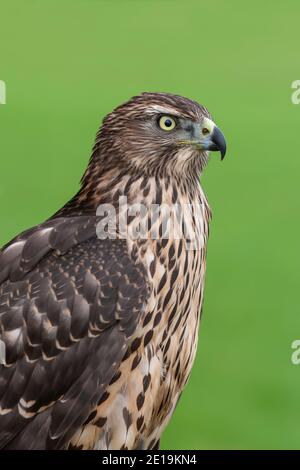 Goshawk immaturo (Accipiter gentilis), controllato, Cumbria, UK Foto Stock