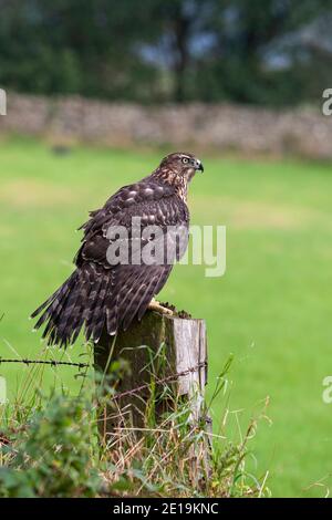 Goshawk immaturo (Accipiter gentilis), controllato, Cumbria, UK Foto Stock