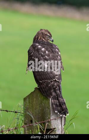 Goshawk immaturo (Accipiter gentilis), controllato, Cumbria, UK Foto Stock