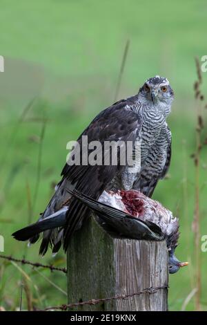 Goshawk (Accipiter gentilis) mangiare piccione di legno, controllato, Cumbria, Regno Unito Foto Stock