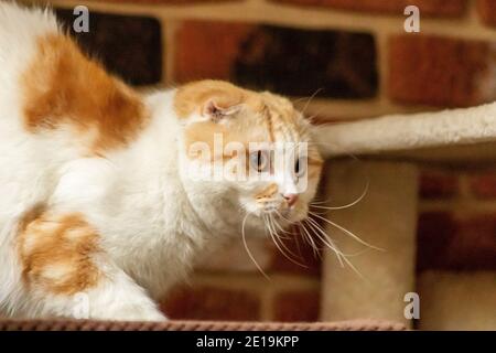 I gatti domestici dell'allevamento degli amici, Scottish Fold, sono molto indipendenti, molto gentili e cordiali. Amano giocare, sono molto amichevoli. Foto Stock