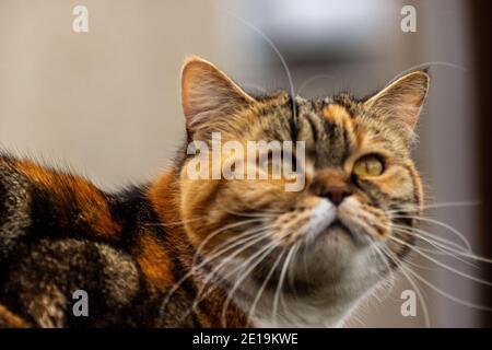 I gatti domestici dell'allevamento degli amici, Scottish Fold, sono molto indipendenti, molto gentili e cordiali. Amano giocare, sono molto amichevoli. Foto Stock