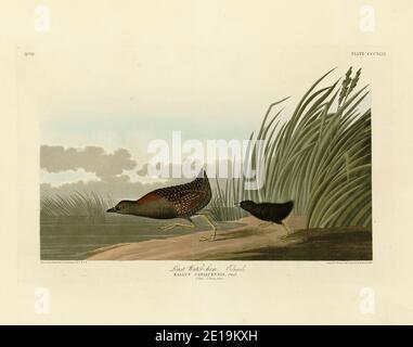 Plate 349 Last Water-hen (Black Rail) from the Birds of America folio (1827–1839) di John James Audubon, immagine modificata ad altissima risoluzione e di qualità Foto Stock