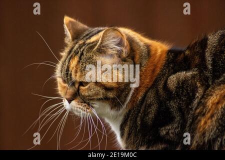 I gatti domestici dell'allevamento degli amici, Scottish Fold, sono molto indipendenti, molto gentili e cordiali. Amano giocare, sono molto amichevoli. Foto Stock