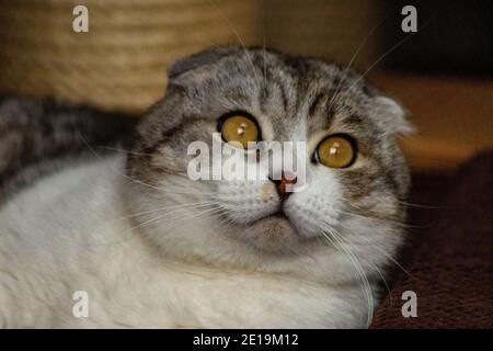 I gatti domestici dell'allevamento degli amici, Scottish Fold, sono molto indipendenti, molto gentili e cordiali. Amano giocare, sono molto amichevoli. Foto Stock