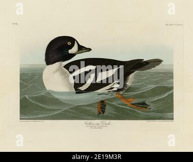 Placca 403 Golden-eye Duck (Barrows GoldenEye) The Birds of America folio (1827–1839) di John James Audubon, immagine modificata ad alta risoluzione e di qualità Foto Stock