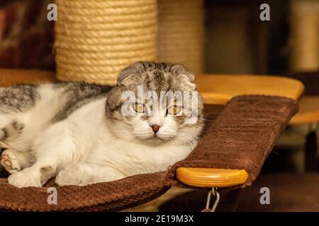 I gatti domestici dell'allevamento degli amici, Scottish Fold, sono molto indipendenti, molto gentili e cordiali. Amano giocare, sono molto amichevoli. Foto Stock