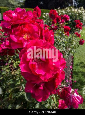 Roses nei giardini botanici di Christchurch, Nuova Zelanda Foto Stock