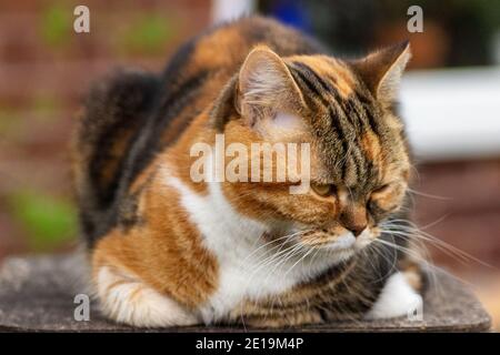 I gatti domestici dell'allevamento degli amici, Scottish Fold, sono molto indipendenti, molto gentili e cordiali. Amano giocare, sono molto amichevoli. Foto Stock