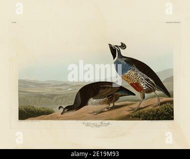 Placca 413 California Partridge (California Quail, Valley Quail) The Birds of America folio (1827–1839) di John James Audubon, immagine ad alta risoluzione Foto Stock
