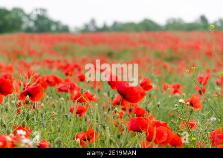 Vista in un campo di cornfield con un sacco di papaveri belli Foto Stock