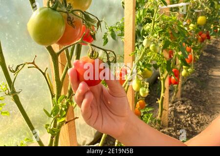 La mano del ragazzo che ispeziona i pomodori fatti in casa nel giardino di casa. Coltivazione dei pomodori in serra - concetto di agricoltura biologica, fuoco selettivo Foto Stock