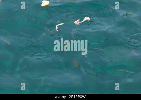 I piccoli pesci mangiano i pezzi di granchio in mare Foto Stock