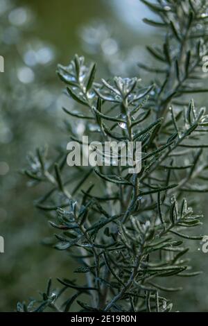 Ozothamnus Rosmarinifolius ‘Silver Jubilee’ dopo una pioggia, a metà inverno Foto Stock