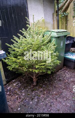 Albero di Natale scartato poggiando contro alcuni bidoni in attesa di raccolta nel mese di gennaio. Foto Stock