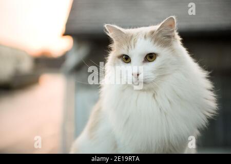 All'esterno angora bianco gatto ritratto in serata nel via Foto Stock