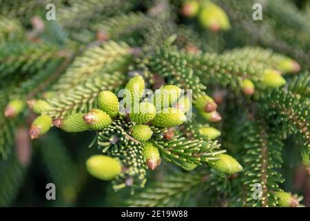 coni di pino giovani che crescono su un abete Foto Stock