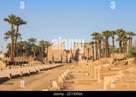 Egitto, Luxor, Viale di Spinxes che conduce all'entrata del Tempio di Luxor Foto Stock