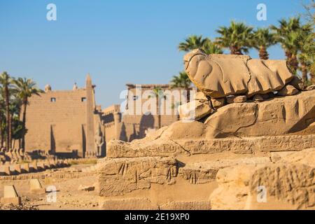 Egitto, Luxor, Viale di Spinxes che conduce all'entrata del Tempio di Luxor Foto Stock