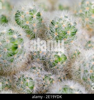 Cactus, Escobaria sneedii, in un primo piano Foto Stock