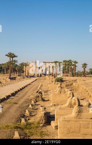 Egitto, Luxor, Viale di Spinxes che conduce all'entrata del Tempio di Luxor Foto Stock